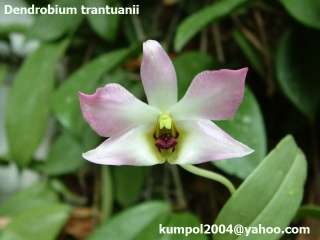 Orchid species seed Dendrobium trantuanii  