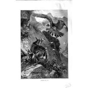   HISTORY 1894 CHAMOIS ANIMALS VULTURE BIRD PRINT