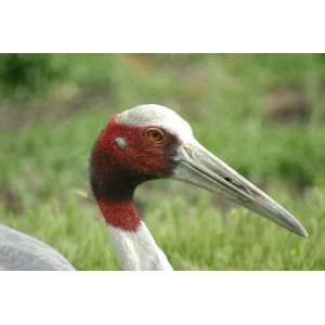  Sarus Crane Taxidermy Photo Reference CD Sports 