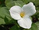 WHITE TRILLIUM~Seed​s~~~~~Crysta​l White Gems