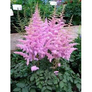  Heart and Soul Astilbe Patio, Lawn & Garden