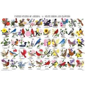  Feenixx  State Birds and Flowers Poster   Laminated