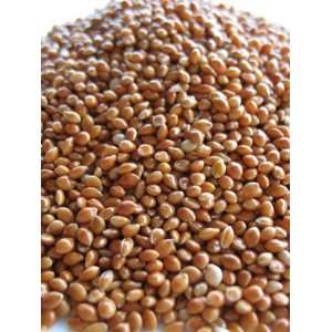  400 Heirloom Red Proso Millet Seeds 