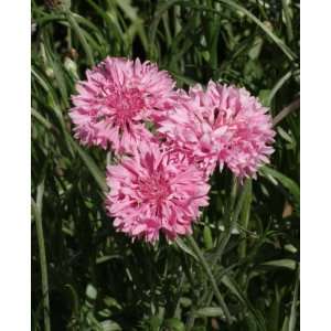  1600 Pink Bachelor Button Seeds Patio, Lawn & Garden