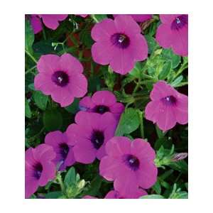  Petunia Blanket™ Purple Patio, Lawn & Garden