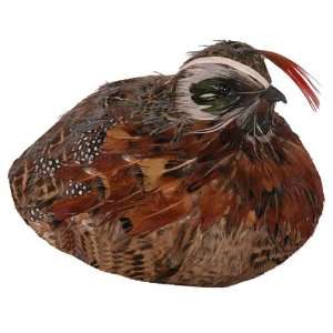  Feathered Partridge