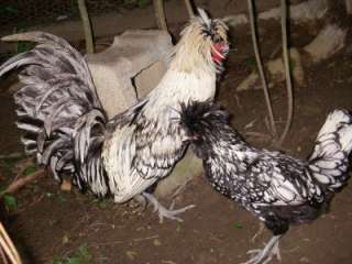 Polish Chicken Hatching Eggs 6+ Silver Laced Standard Bearded Polish 