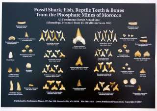 10 Fossil Shark Teeth & Other Morocco Fossils Posters  