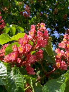 Aesculus carnea Briotii, rote Kastanie, SELTEN 80/100cm  