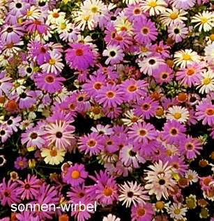 Australisches Gänseblümchen   Mischung   Brachyscome iberidifolia