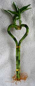 Lucky Bamboo 6 Heart Shaped Plant  Great Zen Gift  