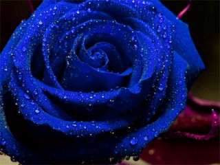 100 SEEDS Blue Roses Rose Prosperity Family Rosaceae Flower Perennials 