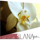 Lana KK Bild Bilder Blumen Kunstdrucke Dream Orchidee S