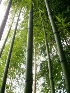 Phyllostachys viridiglaucescens, grüner Riesenbambus 180 200cm  