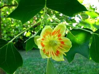 Liriodendron tul. Fastigiatum, Säulen Tulpenbaum, 170cm  