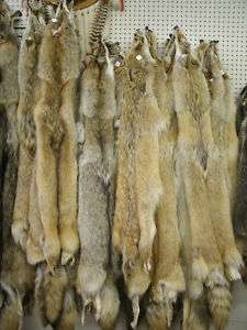 Western Coyote Hides, #1 Quality, Soft Tanning  