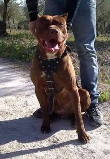 Disponibile PitBull per monte a Canicattì    Annunci