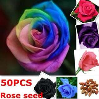 50X Seeds Rose Graines Rouge Bleu Violet Noir Coloré Pétale Plantes 