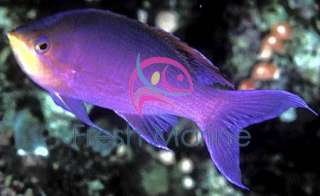 Purple Queen Anthias Water Live Saltwater Fish Coral  