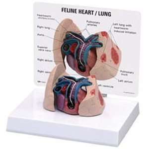 Feline/Cat Heart & Lung Anatomy/Anatomical Model #9141  