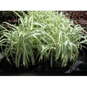   Plant Chlorophytum comosum Variegated Live Plant Patio, Lawn & Garden