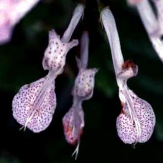 10 Plectranthus oertendahlii Seeds from South Africa  