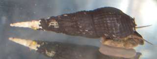   Chopstick Snails for your fish tank or aquarium, Tylomenia sp. snail