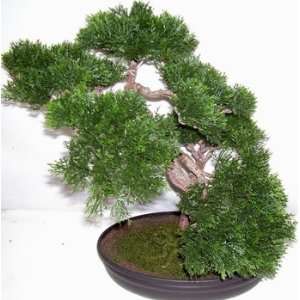  17 Cedar Bonsai Topiary