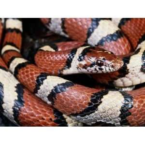  Extreme Close up of a Milk Snake in the Dry Season 