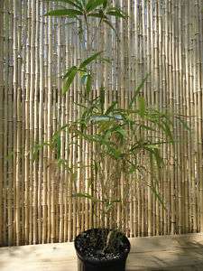 Pseudosasa japonica Tsutsumiana ~ 2 Gal. Bamboo Plant  