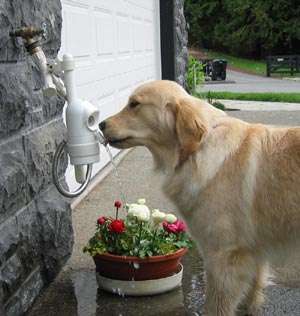 Automatic Outdoor Pet Drinking Water Fountain  