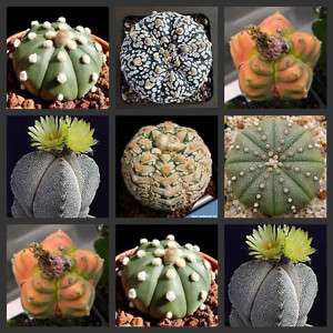 100 Astrophytum Cactus seeds mix  