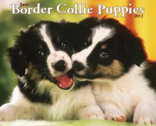 Just Border Collie Puppies 2012 Wall Calendar 9781607552918  