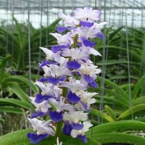 HV08 Orchid Plant Rhynchostylis coelestis Blue