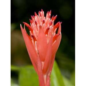  Bromeliad Flower, An Epiphyte from C and S American Rain 