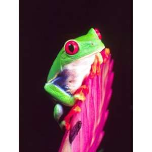 Red Eye Tree Frog on a Bromeliad, Native to Central America Stretched 