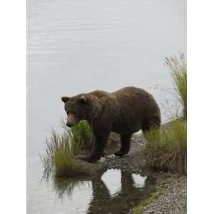 Brown Bear at Brooks River, Brooks Camp, Katmai National Park, Alaska 