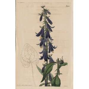 Curtis 1826 Antique Botanical Engraving of the Campanula 