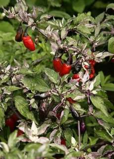 JIGSAW ORNAMENTAL HOT PEPPER SEEDS THEYRE ALSO EDIBLE  