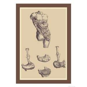    Stomach   Poster by Andreas Vesalius (12x18)
