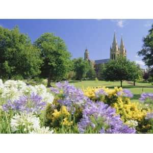 Agapanthus Flowers and St. Peters Anglican Cathedral, Adelaide, South 