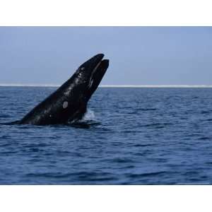 Gray Whale, Juvenile Breaching, Magdelena Bay Premium 