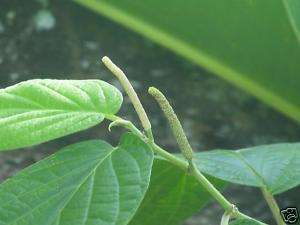 Piper amalago  Exotic Medical Herb Buttonwood 50 seed  