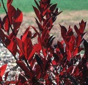   Henry Sweetspire   Itea   Flowering Shrub   Proven Winners  