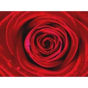 Wholesale Box of 250 Red Fresh Roses Grocery & Gourmet Food