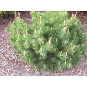  25 MUGO PINE Dwarf Evergreen Pinus Pumilio Shrub Seeds 