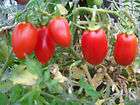 tomato, ROMA, UNBELIEVABLE 300 SEEDS GroCo