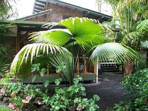Rare Live “White Elephant Palm” Tree Seedling INDOOR  