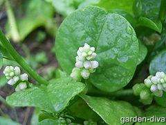 Malabar Spinach, Green Vine   30 Seeds  