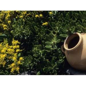  A Clay Planter Surrounded by Flowering Succulent Plants 